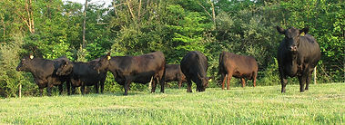 Angus Cattle In Indiana