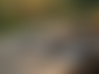 Where to Find Affordable Online Garden Supplies