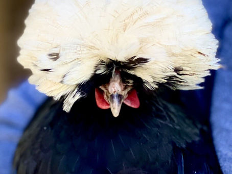The Alluring Beauty and Quirky Nature of White Crested Black Polish Chickens.