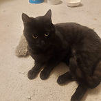IMG-20250425-WA0003.jpg