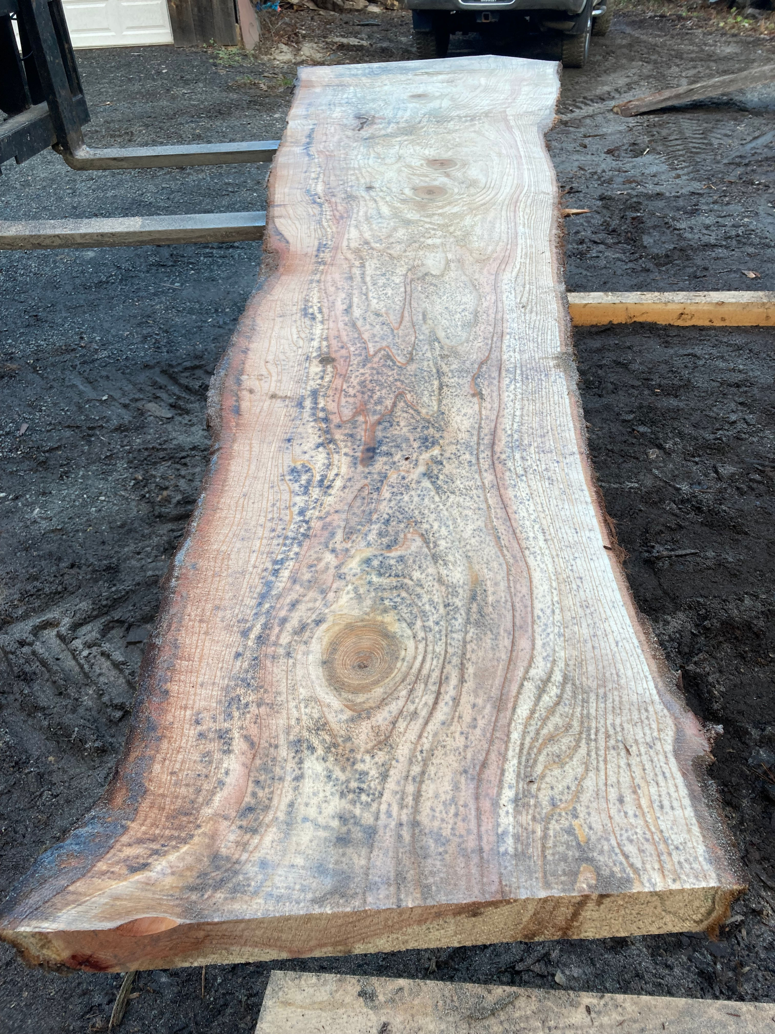 Baby dawn red wood #8