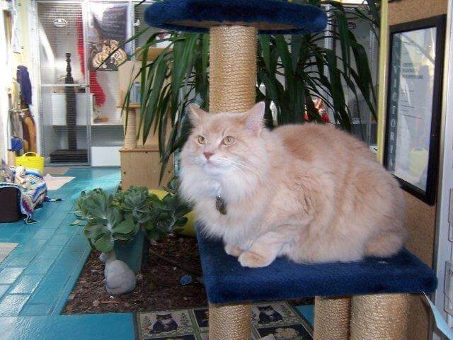 Cat having fun outside