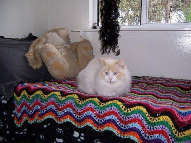 cat relaxing in one of our rooms