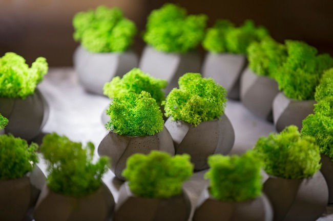 Molses-musgos-preservados-absorbente-acustico