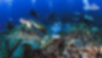 Thumbnail: Scuba Diving