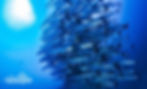 Thumbnail: Scuba Diving