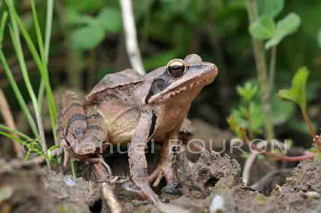 MB_Grenouille agile (Medium) (Small)