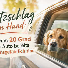 Hitzschlag beim Hund: Warum 20 Grad im Auto bereits lebensgefährlich sind