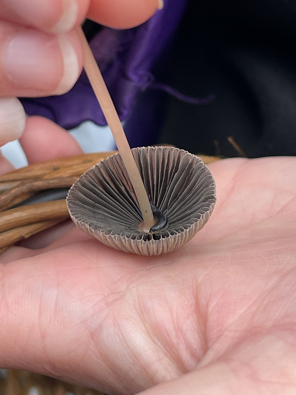 Halton Nature Watch: Snap & Social -The Bongs