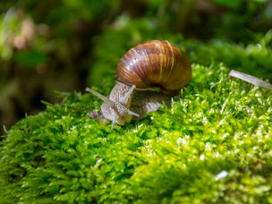 Snail by Lizzie Elliot-Klein