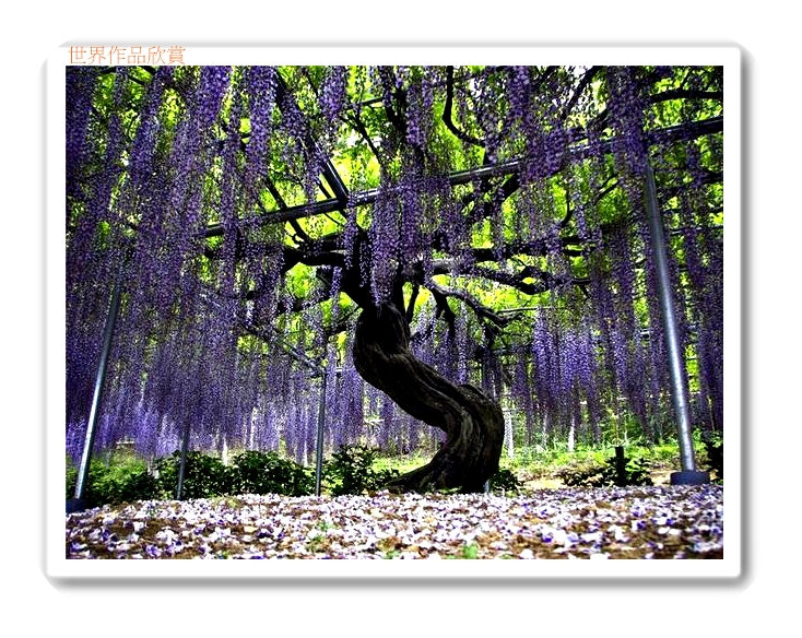 日本九尺藤2-001