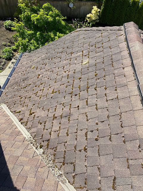 Before Moss Removal, Roof and Gutter Cleaning of an Ashpalt Roof in New Westminster BC