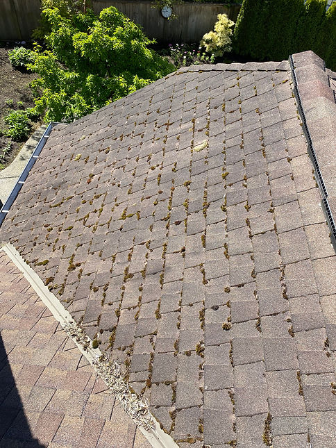 Before Moss Removal, Roof and Gutter Cleaning of an Ashpalt Roof in New Westminster BC