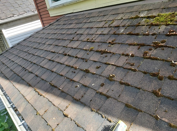 Before Burnaby Moss Removal and Treatment Services.