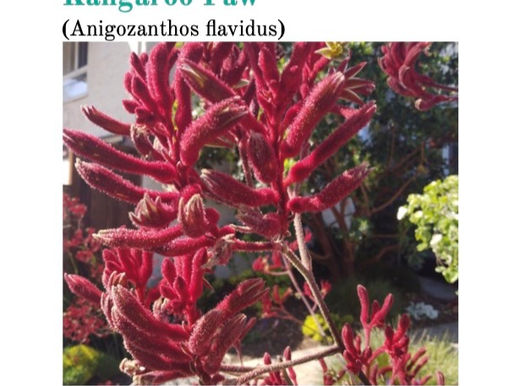 Kangaroo Paw