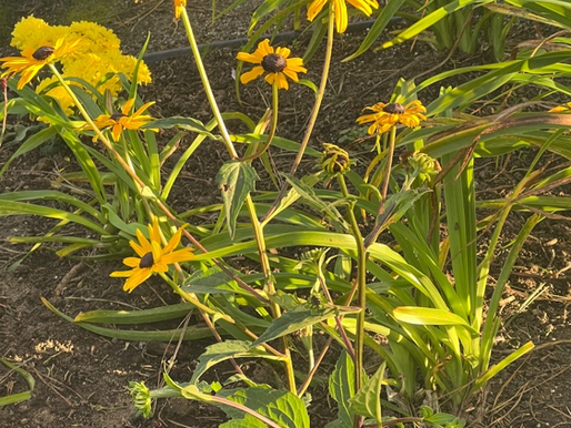 Black-eyed Susan (Rudbeckia hirta)