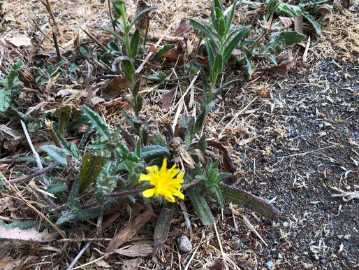 Bristly Oxtongue