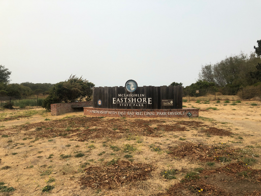 Common Native Plants Around Berkeley’s Historic Shoreline