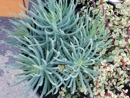 Aloe