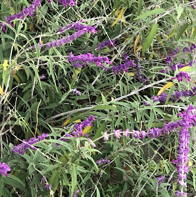 Mexican Bush Sage