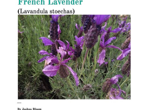 French Lavender