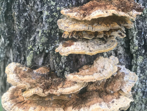 Fungi + Southern Magnolias