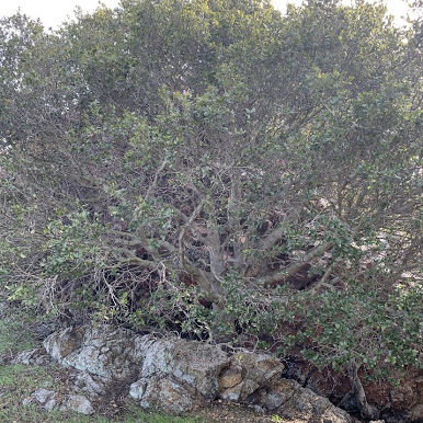 Mystery of the White Milkwood