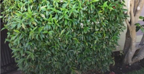 Star Jasmine