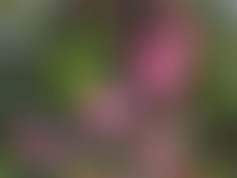 What's in your Garden?