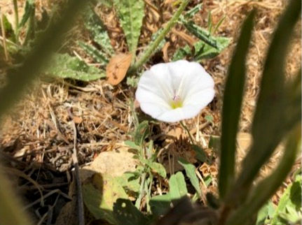 The Field Bindweed