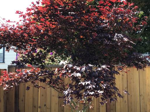 Japanese Maple (Acer palmatum)