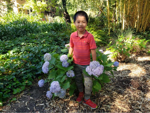 Hydrangeas with Charles