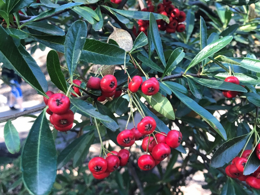 Native and Non-Native Plants of California