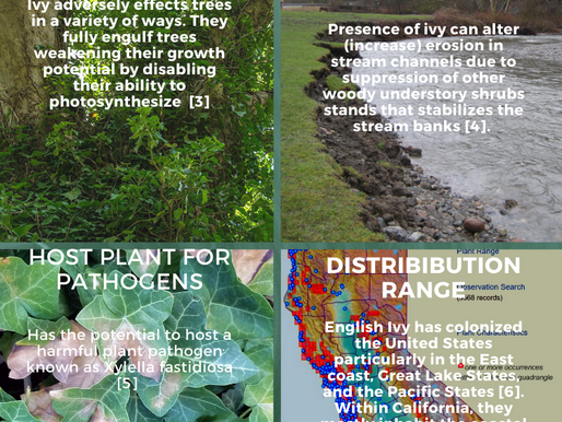 English Ivy: the Invasive Tree Climbing Vine