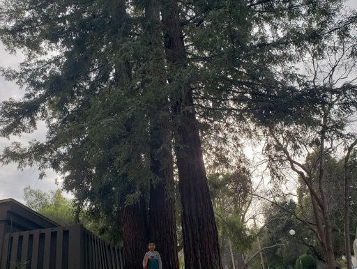 Redwoods in my Neighborhood