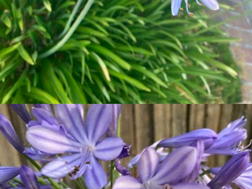 Ananya’s Neighborhood Plant Journey