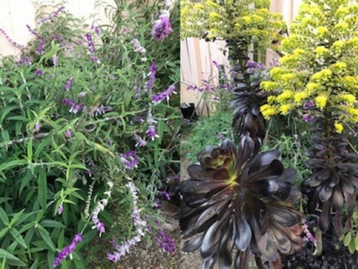 Stages of Urban Gardening: Water-wise, Habitat-supporting, and Finally, Natives