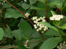 Native Shrubs in my Neighborhood