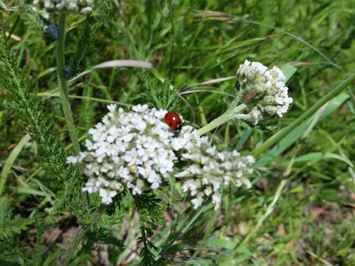 Yarrow in my Neighborhood
