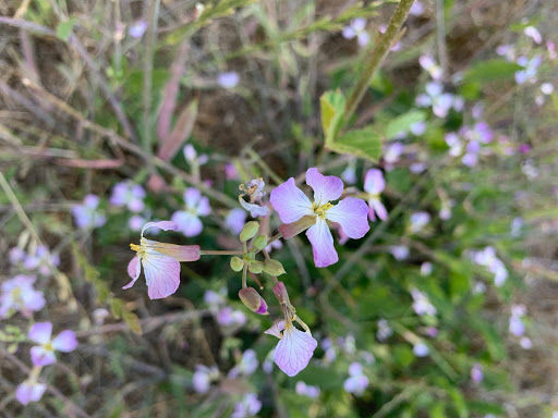 El Polin Springs Blooms