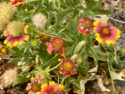 Gaillardia - Blanket Flower