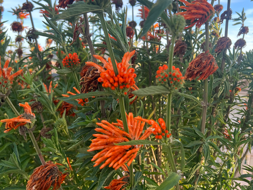 Lion's tail (Leonotis leonurus)