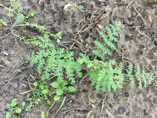 Lacey Phacelia