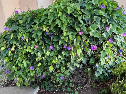 Common Morning Glory (Ipomoea purpurea)