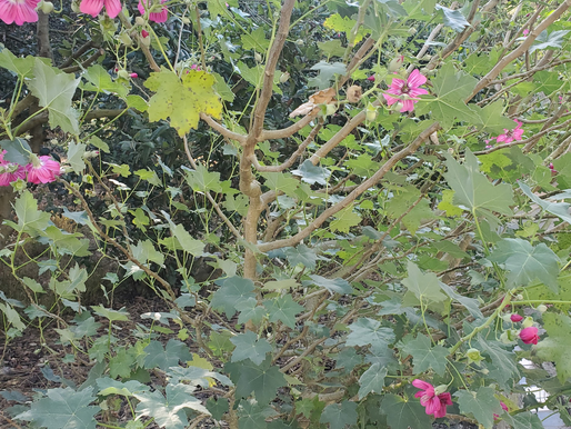 What is Growing?