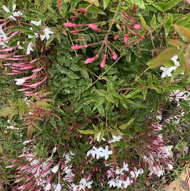 Plants in my Neighborhood!