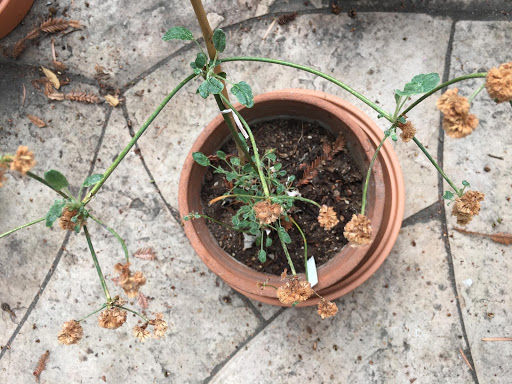 San Miguel Island Buckwheat and Coastal Dudleya