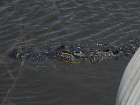 Kissimmee Prairie Reserve Campout