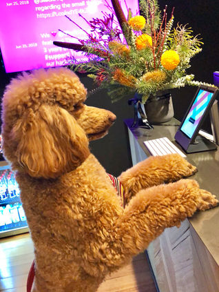 therapy dogs for conference Melbourne