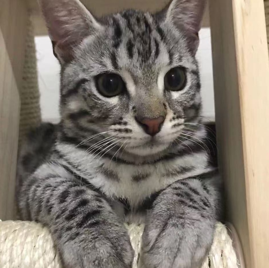 猫博士の研究責任者